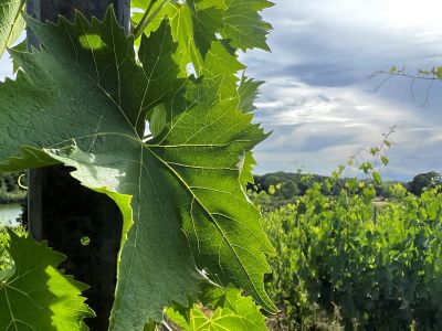 Weinbltter Sonne Natur Weitblick