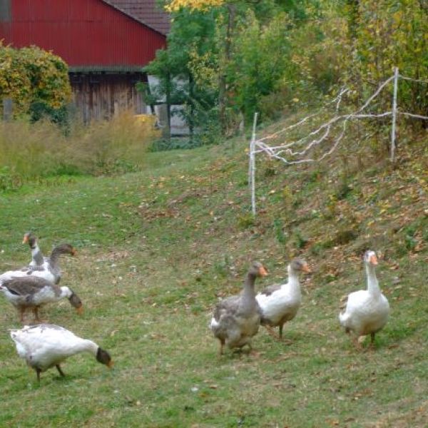 Bio-Pension im Dreilndereck - Niedersachsen