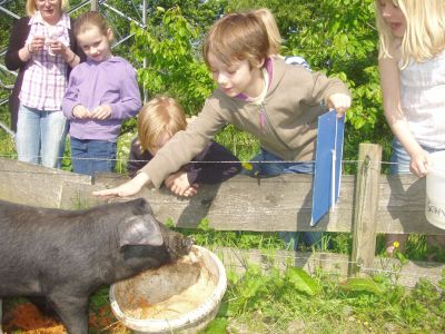 Sattelschweine des Gstehauses Artefact 