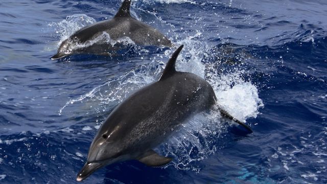 whale watching delfine valle gran rey