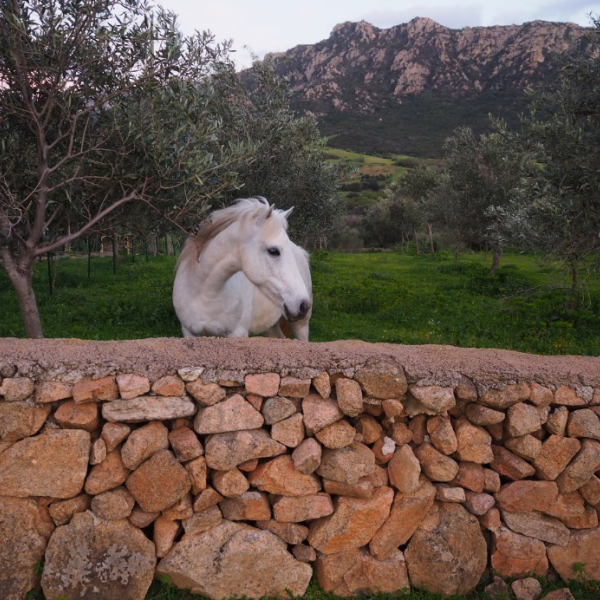 Agriturismo auf Sardinien - Urlaub zwischen Bergen und Meer