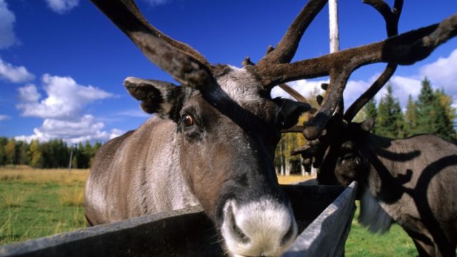 Sommerurlaub im Wildnisdorf in Lappland