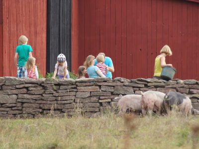 Schweine füttern Bauernhof Familienurlaub Öland Schweden