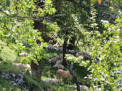 Schafzucht auf dem Öko-Hof in Slowenien Natururlaub