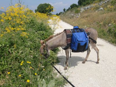 Urlaub mit Tieren Eselwanderung Italien