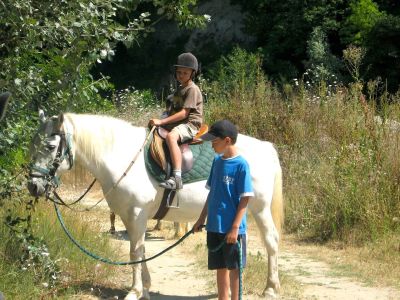 suedfrankreich pferde camargue natur