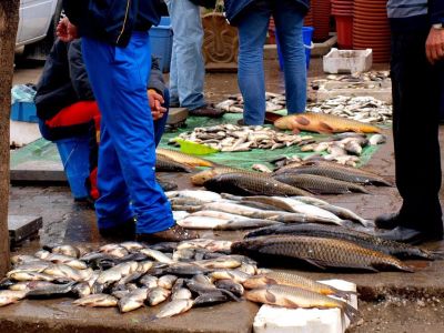 Fischmarkt Tirana Hauptstadt Albanien