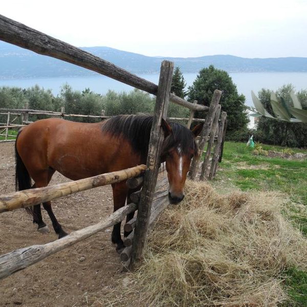 Gardasee: Urlaub auf dem Reiterhof - Italien