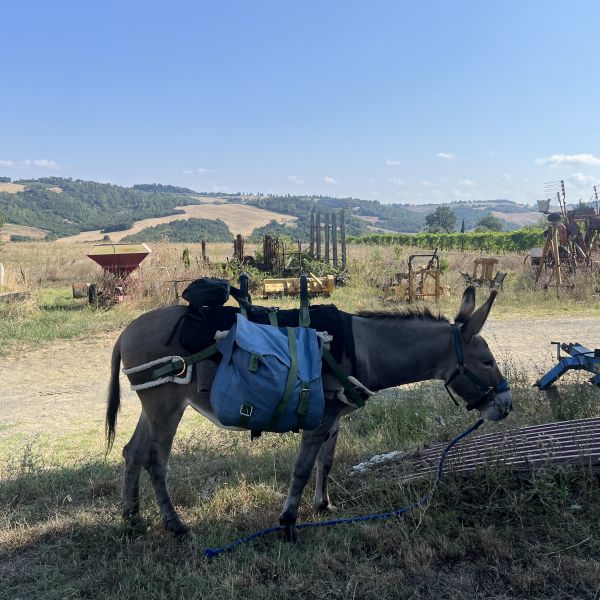 Eselwandern in der Toskana - Val di Cecina - Italien