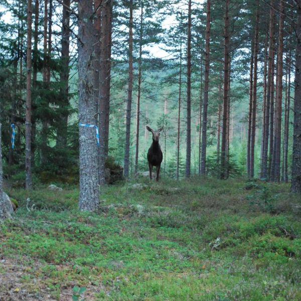 Abenteuer im Norden - Familienurlaub in Schweden