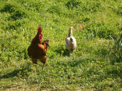 Bio-Bauernhof Agrotourismus Korfu Vraganiotika - Hühner 