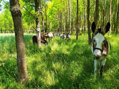 eselherde eselwandern abruzzen 