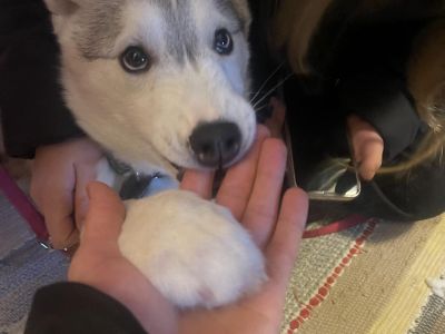 Husky Hundepfote Schweden Familienreise Winterurlaub