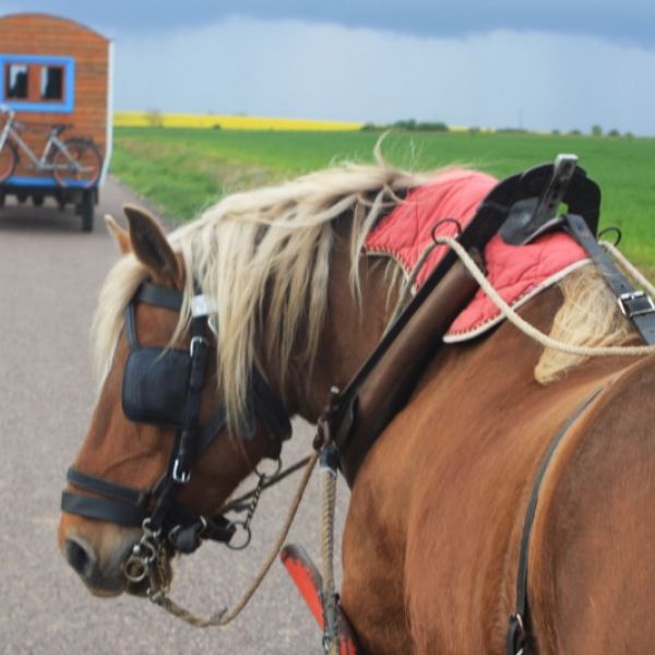 Planwagen-Urlaub in den Vogesen - Frankreich