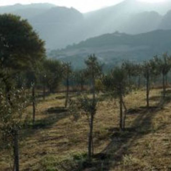 Agriturismo auf Sardinien - Urlaub zwischen Bergen und Meer