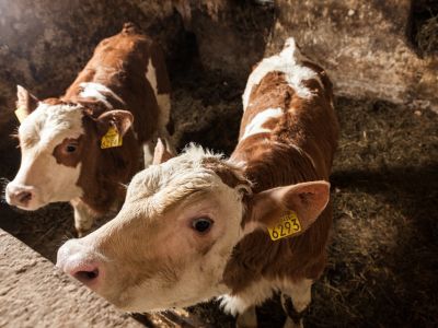 slowenien familienreise aktivurlaub zelinc bauernhof kuh abenteuer