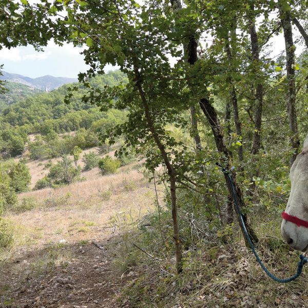 Eselwandern in den Abruzzen - Eselwanderung Italien