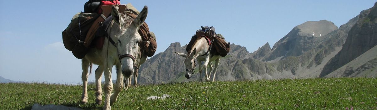 Esel Wandern frankreich alpen individuell gepaeck