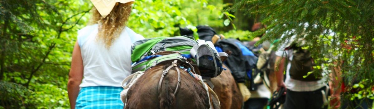 wandern mit eseln bayerischer wald mit kindern