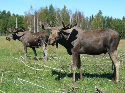 familienurlaub schweden abenteuer natur elche