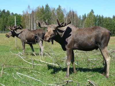 Elchtreffen