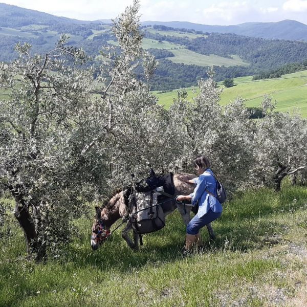 Eselwandern in der Toskana - Val di Cecina - Italien