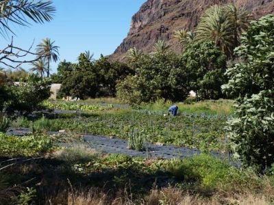 Finca El Cabrito kologische Landwirtschaft