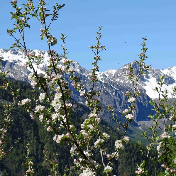 Piemont Valle Maira: Wandern ohne Gepck fr Genieer