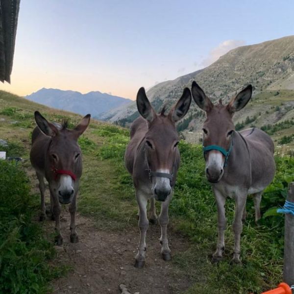 Eselwandern in Frankreich - Provence -  Sdalpen