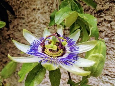 albanien trekking natur passionsblume