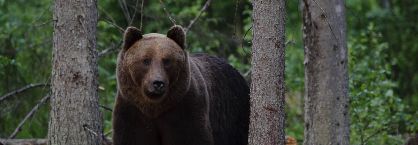 Estland Naturreise Tierbeobachtung mit Kindern