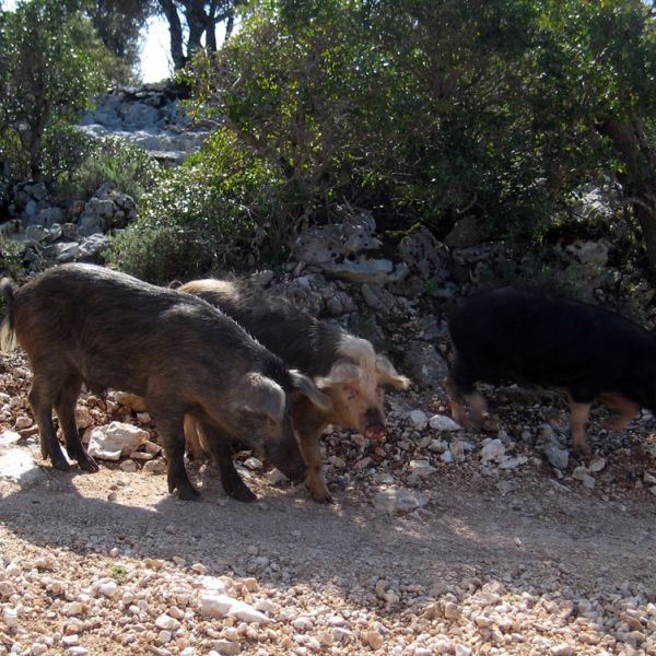 Atemberaubend und wild - Berg- und Kstenwanderung auf Sardinien