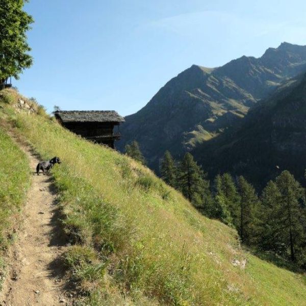 Bergwandern ohne Gepck im Valle del Lys - Aostatal