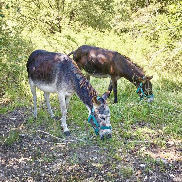 Eselwandern in den Abruzzen: Trekking-Abenteuer in Italien