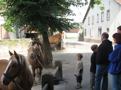 Ferien mit Pferden in den Vogesen.
