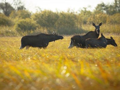 Estland Elche Natururlaub anders Reisen Baltikum 