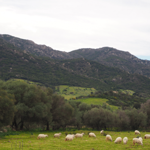 Agriturismo auf Sardinien - Urlaub zwischen Bergen und Meer