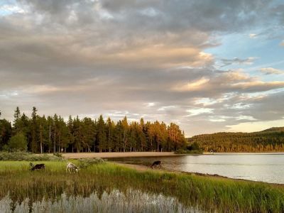 rentiere schweden familienurlaub