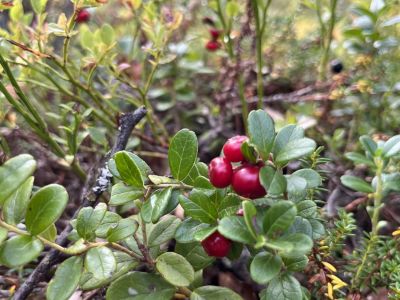 flora-fauna-schweden-mit-kindern