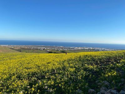 Frühling auf Lanzarote