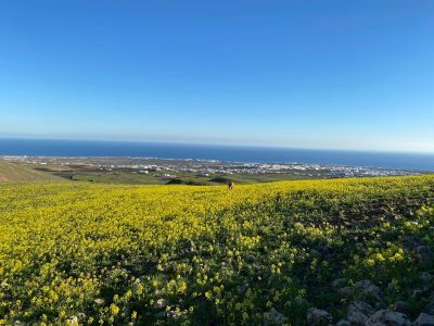 Frhling auf Lanzarote