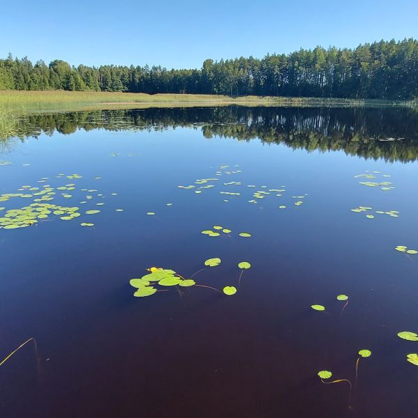 Finnlands Seen und Wlder  Familienurlaub im ko-Ferienhaus