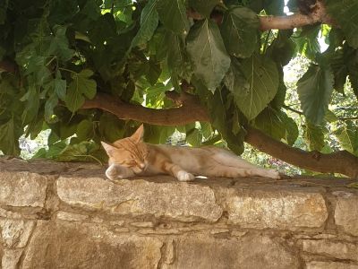 Katze Entspannung Schatten Baum Zypern