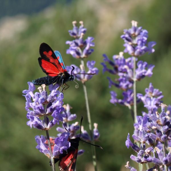 Piemont Valle Maira: Wandern ohne Gepck fr Genieer