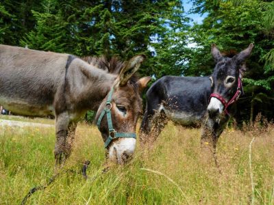 Esel auf Wiese Wandern Deutschland mit Familie