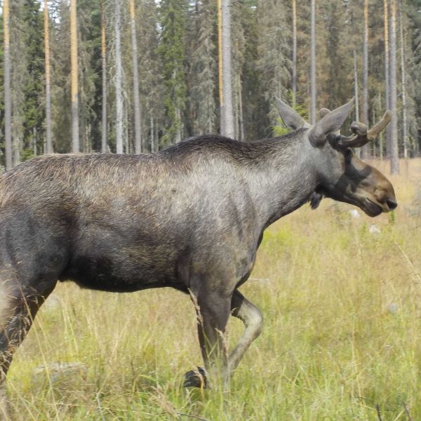 Abenteuer im Norden - Familienurlaub in Schweden