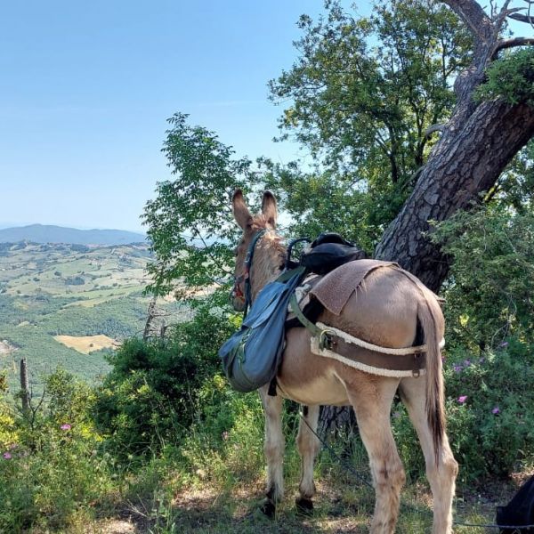 Eselwandern in der Toskana - Val di Cecina - Italien