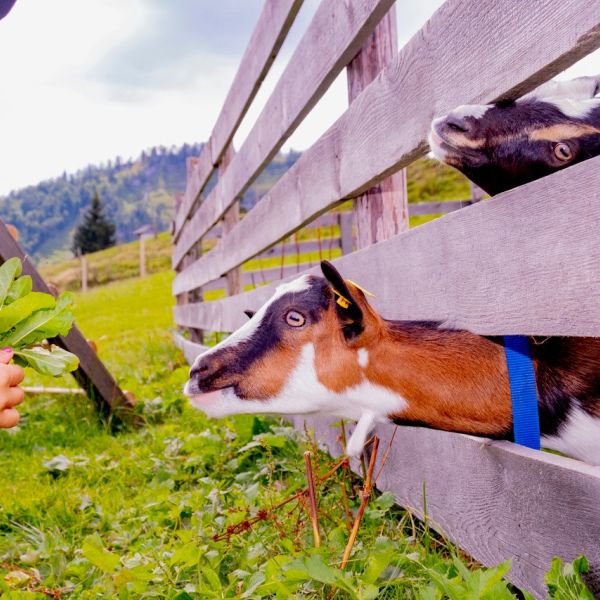 sterreich: Httenwanderung fr Familien im Salzkammergut