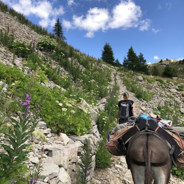 Eselwandern in Frankreich - Provence -  Sdalpen