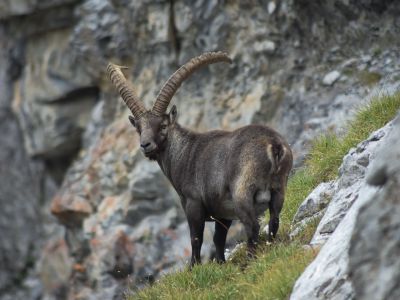 steinbock piemont italien valle maira